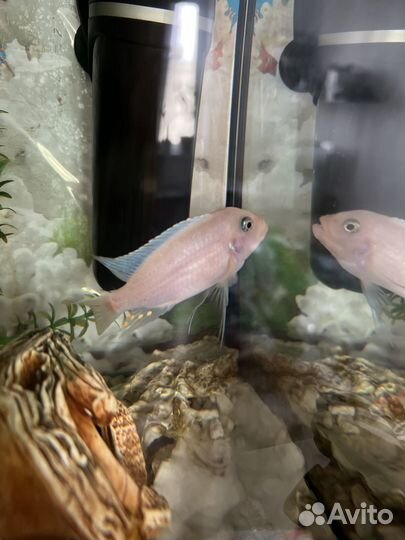 Рыбка в хорошие руки