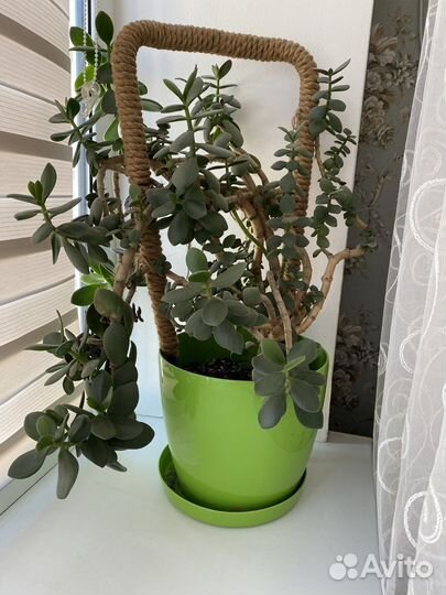 Комнатные цветы толстянка