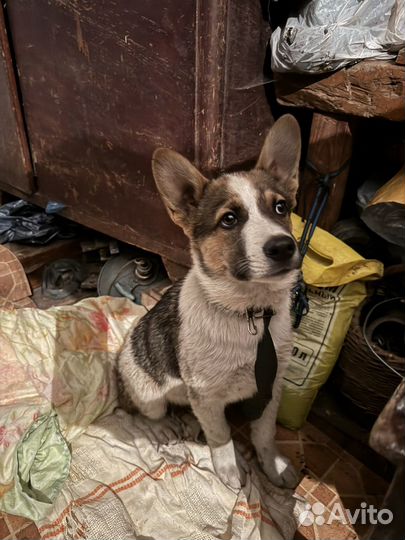 Собака ищет дом