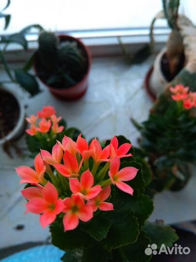 Отростки каланхоэ