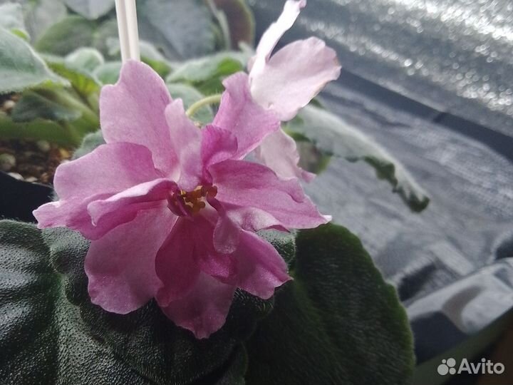 Фиалки стартеры цветущие