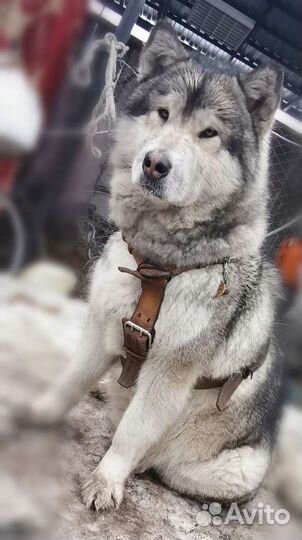 Щенки аляскисы