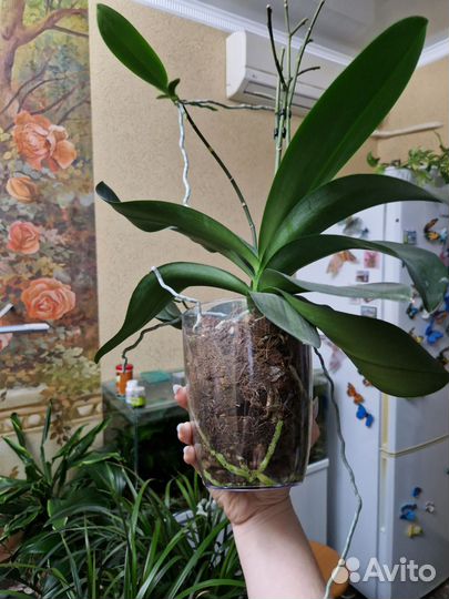 Фаленопсис