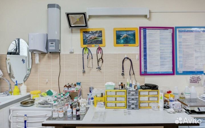 Кастрация котов, кобелей и стерилизация кошек, сук