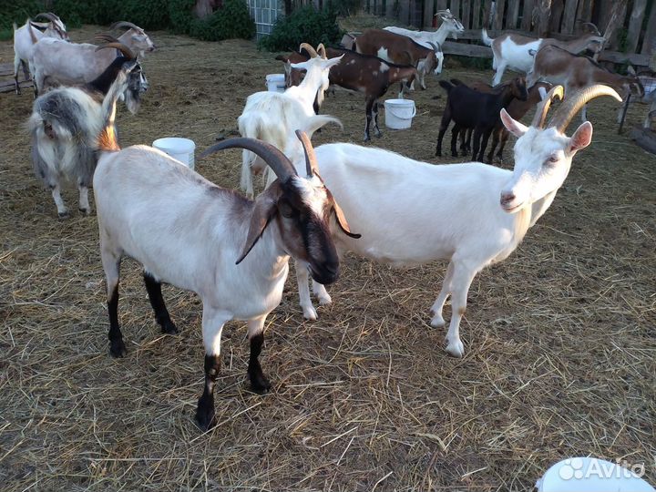 Козы и козлята