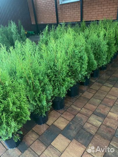 Туя колоновидная