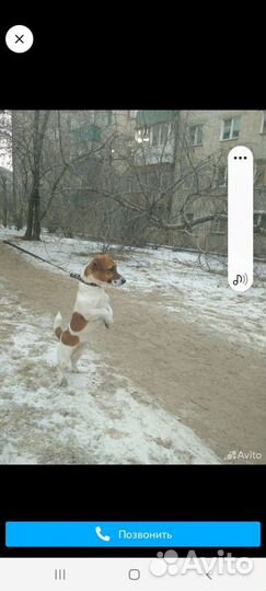 Джек Рассел терьер вязка