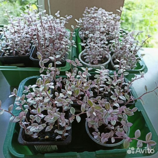 Каллизия Розовая Пантера, традесканция