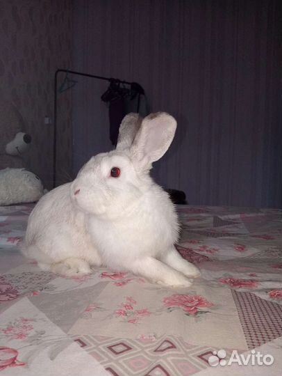 Отдам в добрые руки