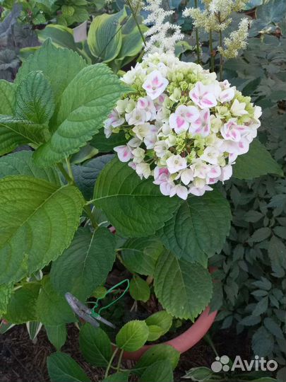 Цветы в сад