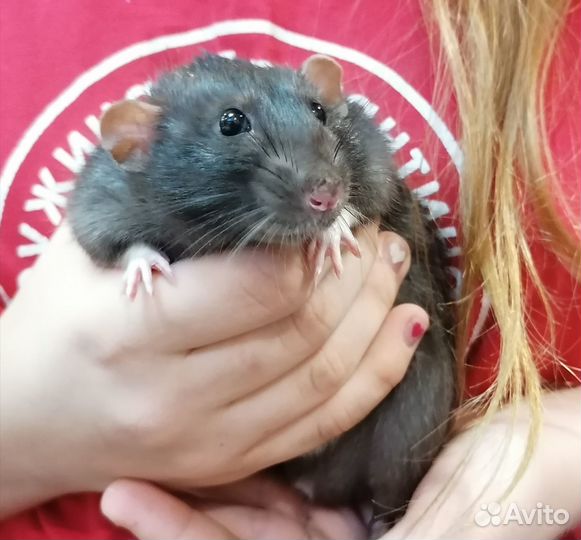 Крыса дамбо