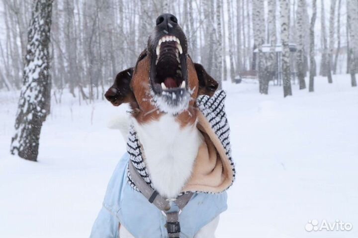 Вязка фокстерьер