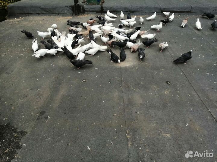 Голуби бакинские бойные