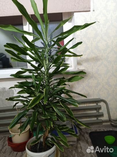 Растение пальма