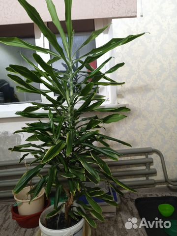 Растение пальма