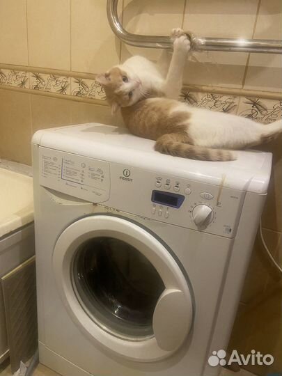 Отдам кота в добрые руки