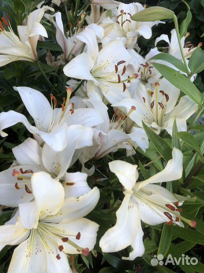 Лилия белая. Крупный цветок на высоком цветоносе