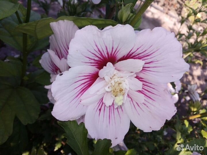 Гибискус махровый