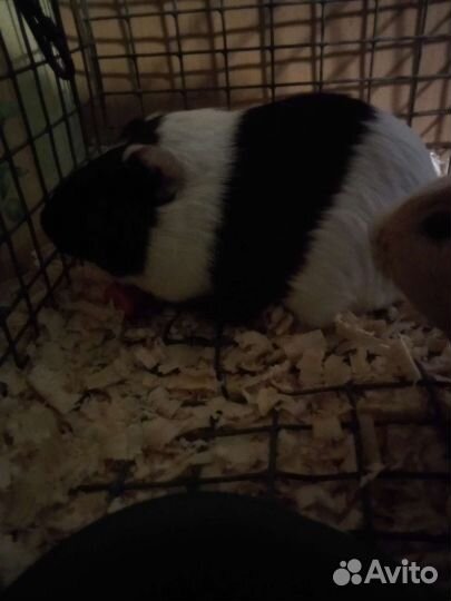 Морская свинка