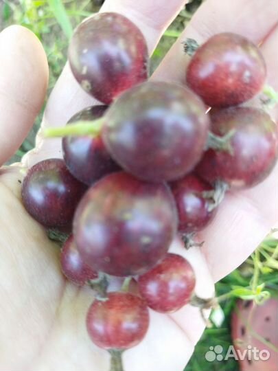 Крыжовник саженцы