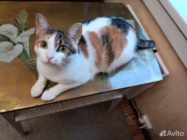 Стерилизованная 3-цветн. кошечка, 1 г, в хор. руки