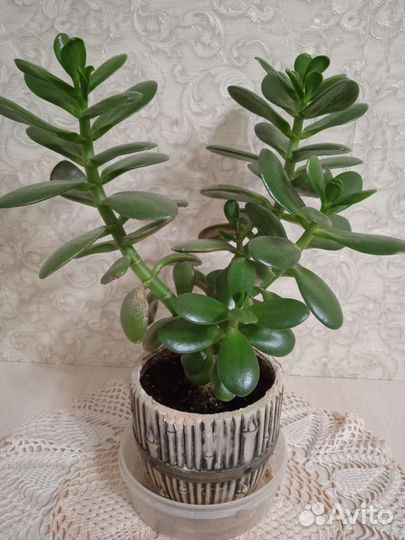 Комнатные цветы