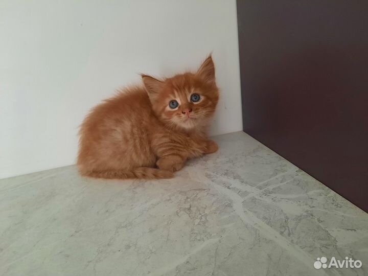 Котята мейн-кун