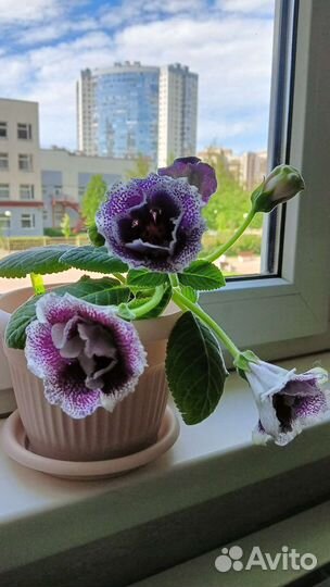 Глоксиния Фиалка