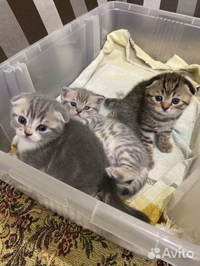 Шотландская вислоухая