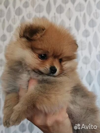 Щенки померанского шпица