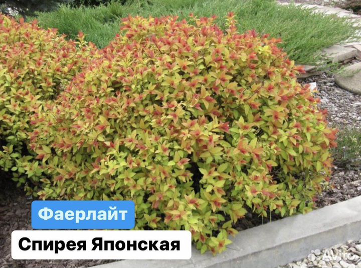 Спирея японская Фаерлайт