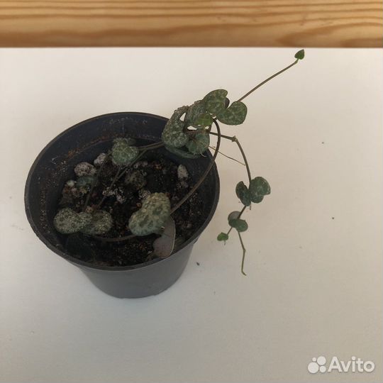 Циропегия Вуда