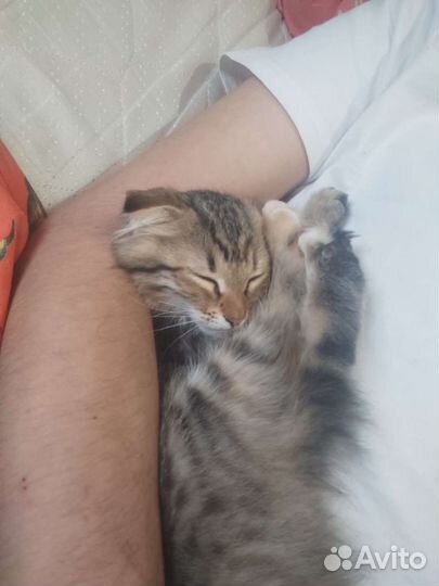 Котëнок в добрые руки