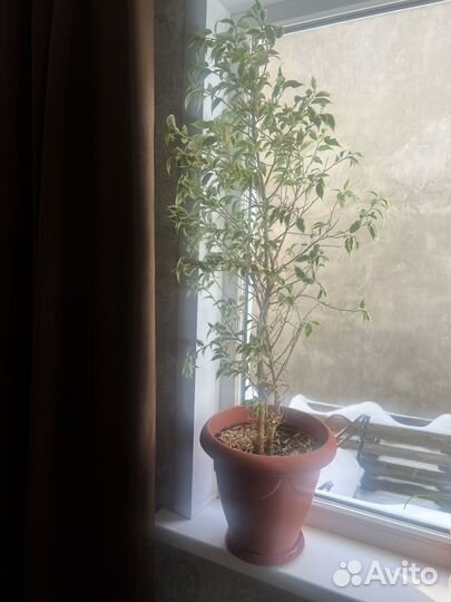 Фикус бенджамина большой