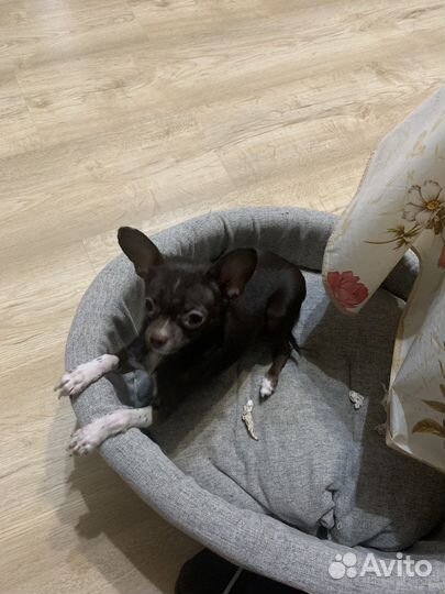 Мини той-терьер