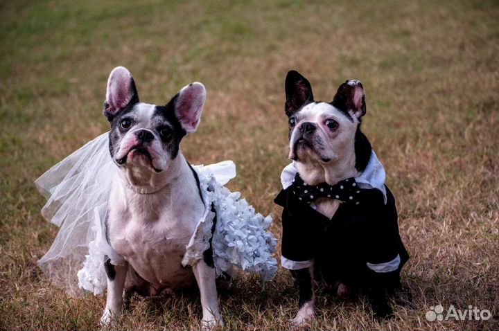 Инструктор помощь в вязке собак