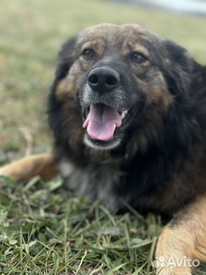 Самая лучшая собака на свете