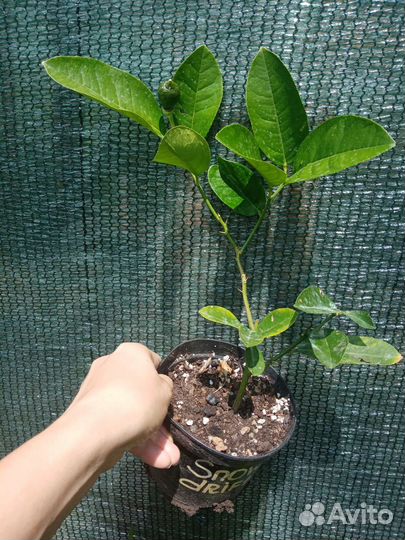 Плодоносящие лимоны мейер и пандероза