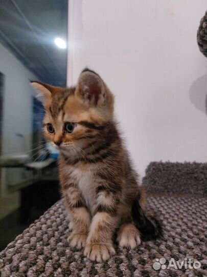 Шотландские котята