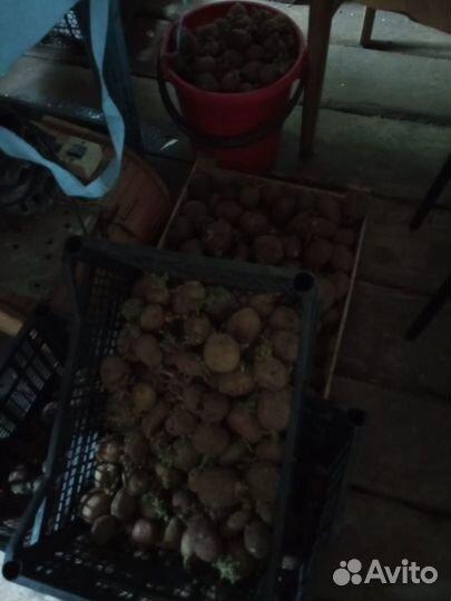Картофель на посадку