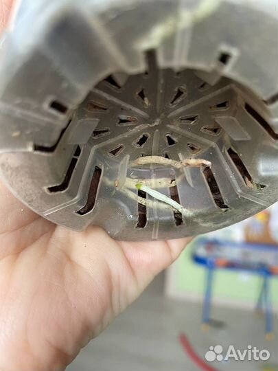 Орхидея каттлея (Cattleya) - tzeng WEN beauty