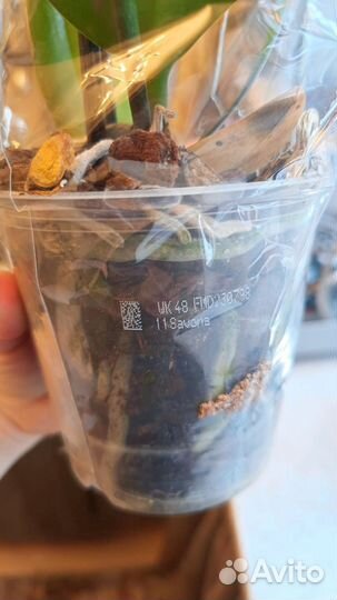 Орхидея фаленопсис