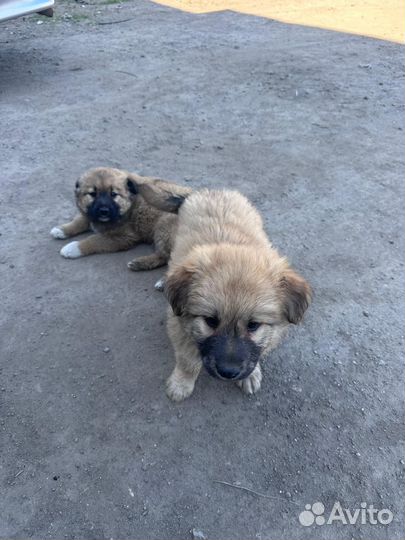 Щенок метис