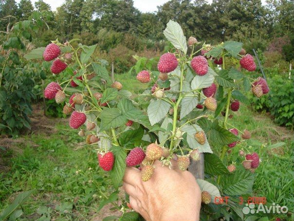 Саженцы малины