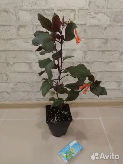 Фуксия Талия