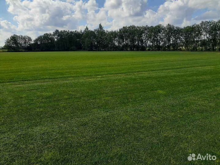 Рулонный газон от производителя