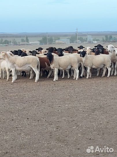 Баранчики Дорпер