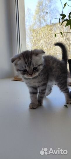 Шотландская кошка
