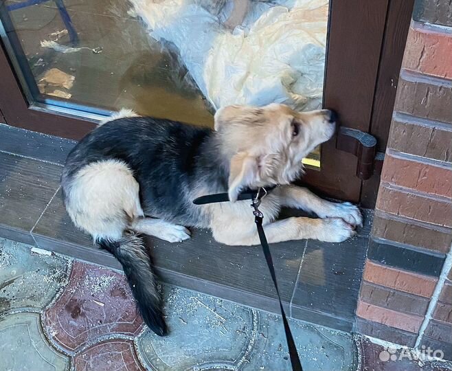 Собака улыбака