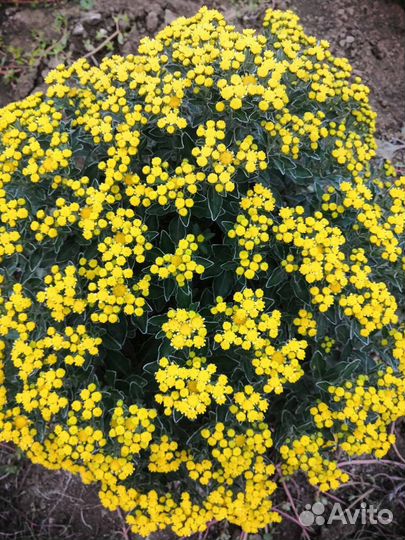 Продаётся Хризантема Мультифлора